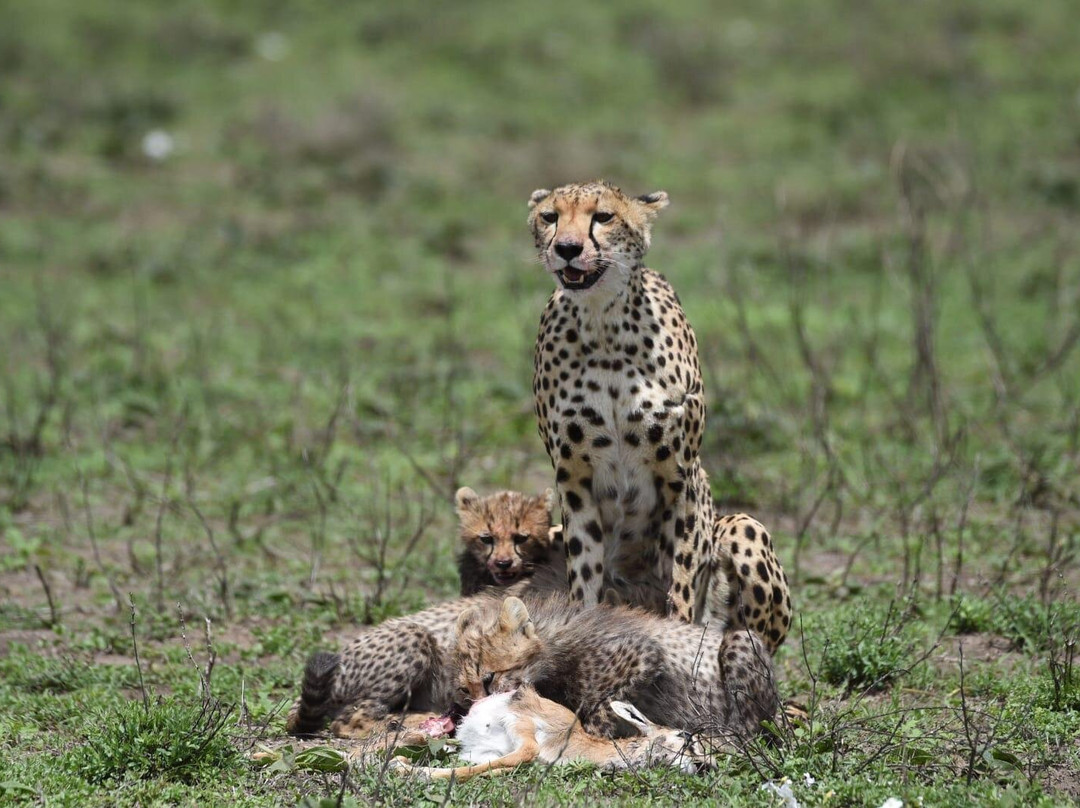 Sima Safari Limited-桑给巴尔市必去景点