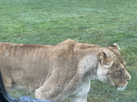 Woburn Safari Park-Woburn必去景点