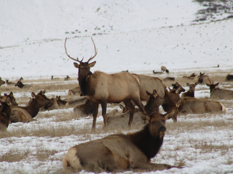 国家麋鹿保护区-杰克逊必去景点