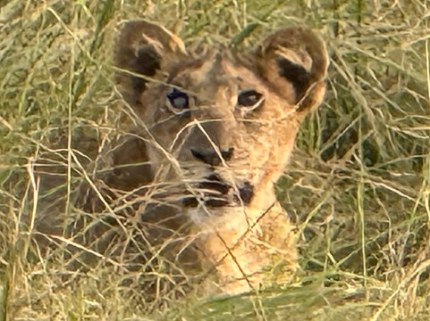 Uganda Adventure Safaris-坎帕拉必去景点