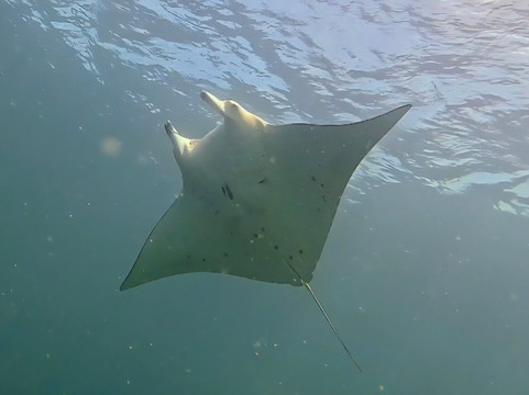 Himmafushi Scuba Adventure-Himmafushi Island必去景点