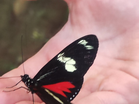 Butterfly Farm Vida de Colores-圣拉蒙必去景点