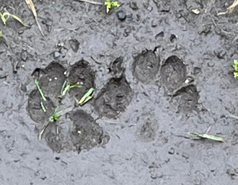 The Shears Inn主图