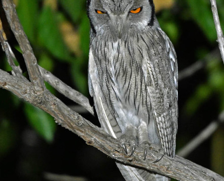 Adventure Birding Tours-特马必去景点