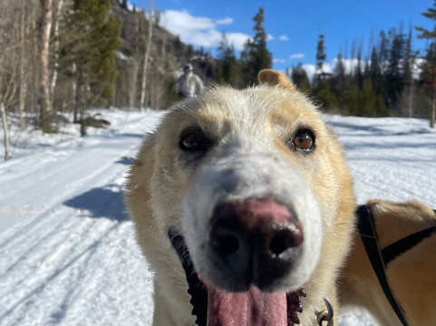 Grizzle-T Dog & Sled Works-斯廷博特斯普林斯必去景点