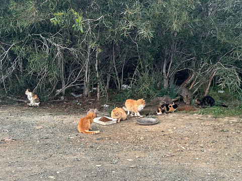 St. Nicholas of the Cats-Akrotiri必去景点