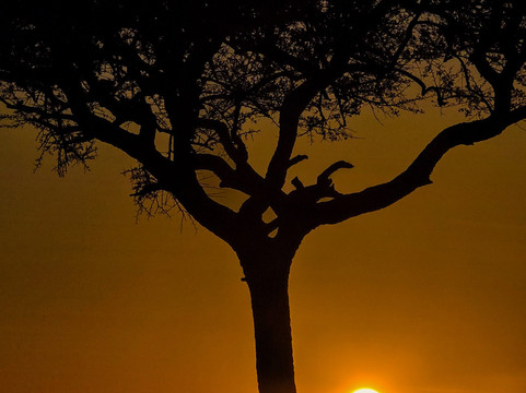 Flexivel Kenya Safaris-内罗毕必去景点