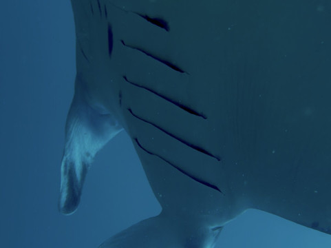 Filitheyo Dive Center-菲利兹优岛必去景点