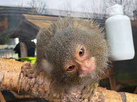 Shepreth Wildlife Park-Shepreth必去景点