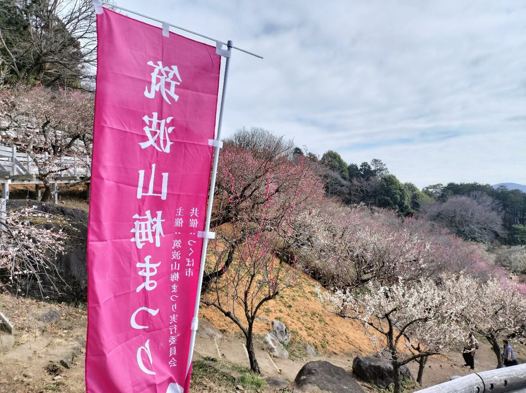 Mt. Tsukuba Ume Blossom Matsuri-筑波市必去景点
