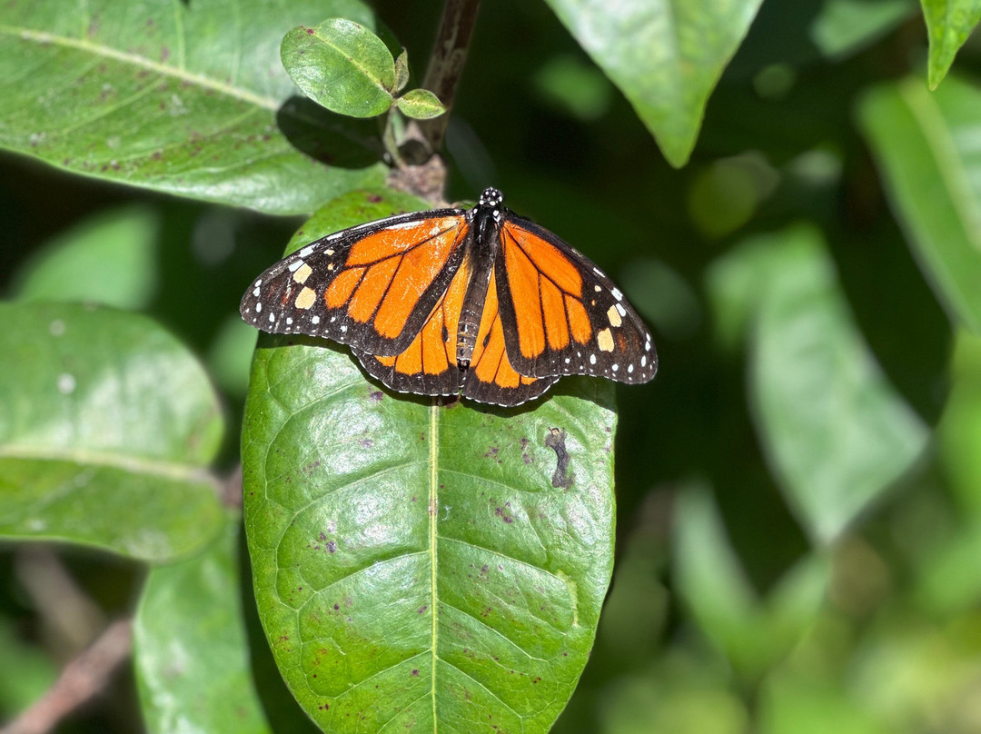 The Butterfly Farm-奥腊涅斯塔德必去景点