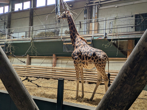 Marwell Zoo-温彻斯特必去景点