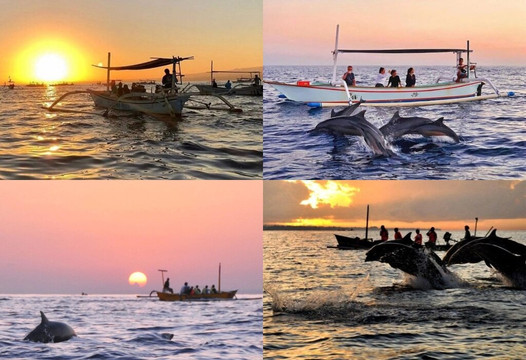 Dolphin ovina tours-罗威那海滩必去景点