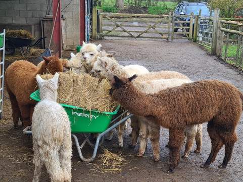 Pennybridge Farm Alpacas-胡克必去景点