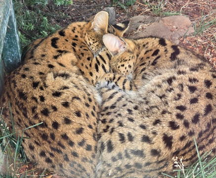 Zoodoo野生动物园-Richmond必去景点