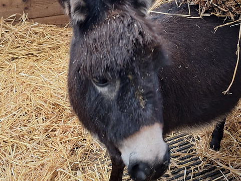 Small Breeds Farm Park-Kington必去景点