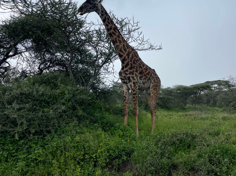 Ajabu Adventures Ltd - Day Tours-阿鲁沙必去景点