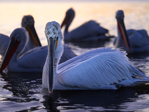 Greece Bird Tours-Marathon必去景点
