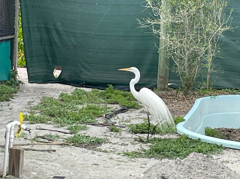 Save Our Seabirds-萨拉索塔必去景点