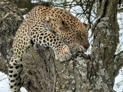 Paradise & Wilderness  | Beach & Safari Holidays-阿鲁沙必去景点