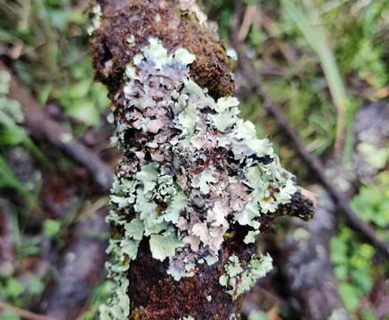 Welsh Wildlife Centre-Cardigan必去景点