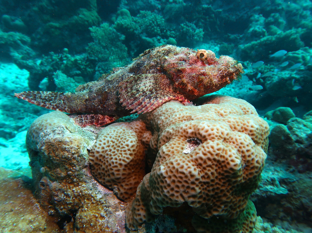 DivePoint Guraidhoo-康杜玛岛必去景点