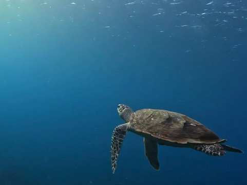 Bali Dive Cove-艾湄湾必去景点