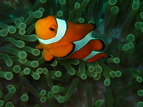 夏基潜水中心-卡伦必去景点