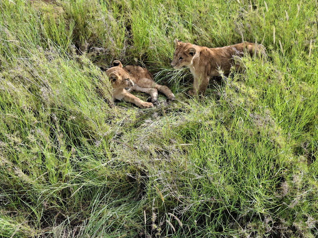 Predators Safari Club-阿鲁沙必去景点