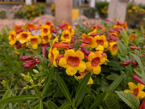 Shangri La River Suites-官方