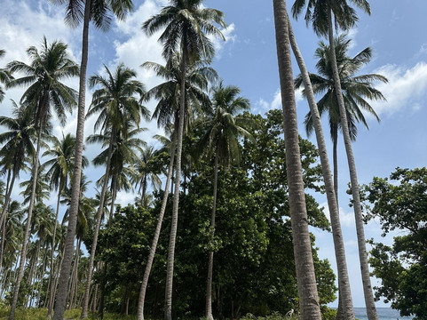 ATX Travel and Tours-巴拉巴克必去景点