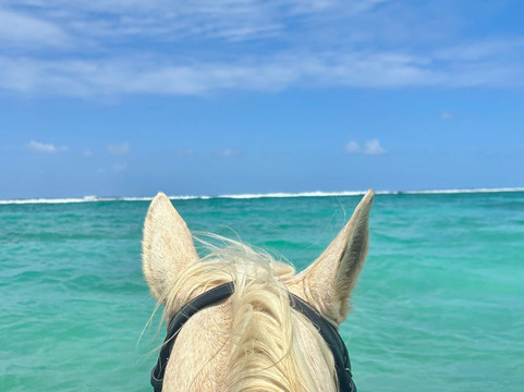 Equus Rides Horseback Riding St. Croix-Frederiksted必去景点