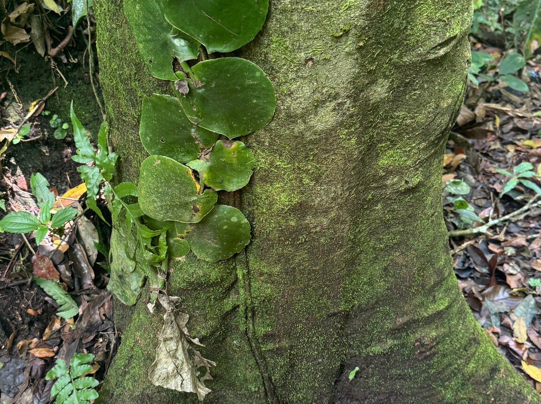 Square Trees Nature Trail Arboles Cuadrados-安东谷必去景点