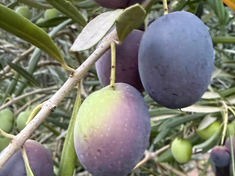 Saracina Vineyards-Hopland必去景点