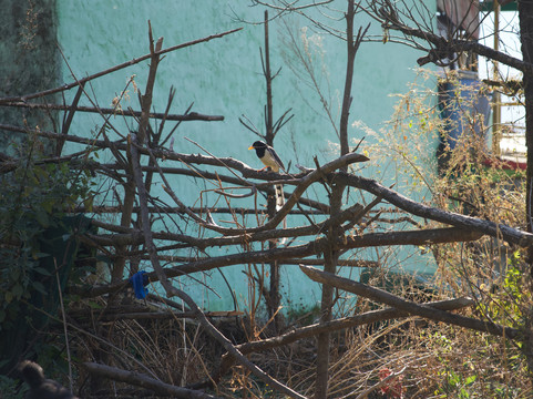 BizareXpedition-哈里瓦必去景点