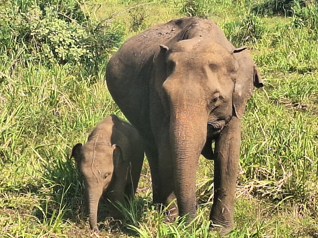 SD Sri Lanka Rundreisen-Hambantota必去景点