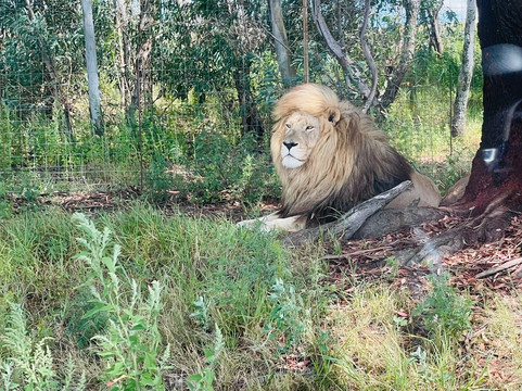 Glen Garriff Lion Conservation Npc-哈利史密斯必去景点