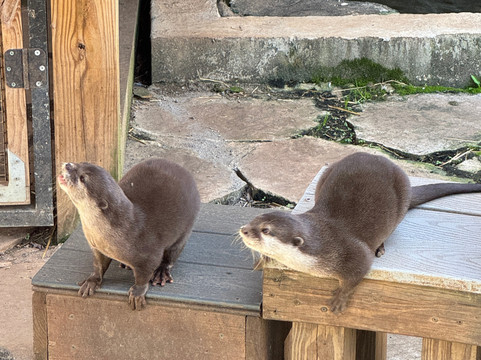 North Georgia Wildlife Park-Cleveland必去景点
