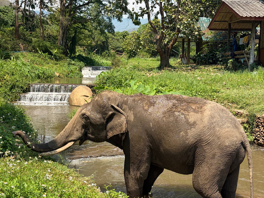 Doi Lom Elephant Rescue Sanctuary-夜登必去景点