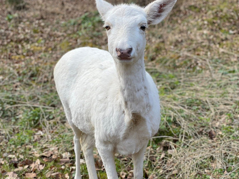 Wild - und Freizeitparkpark Allensbach Bodensee-Allensbach必去景点