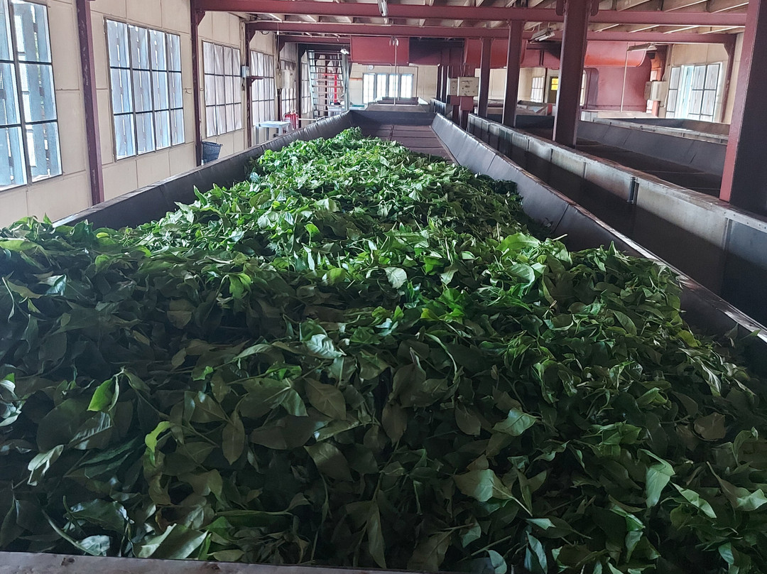 Tsara Tea-Akuressa必去景点