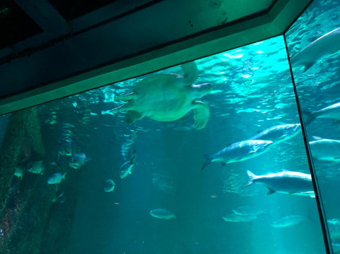 奥杜邦昆虫博物馆-新奥尔良必去景点