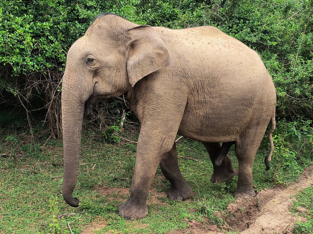 Max Tours / Max Walker Tours-Kandy District必去景点