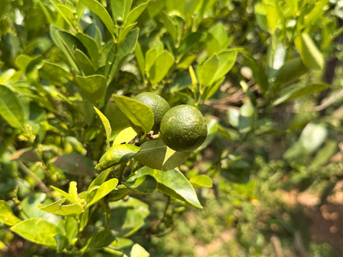 Phu Quoc Countryside-富国岛必去景点