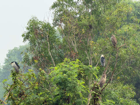 Shiva's Birdwatching Walking Tour-奔闹林必去景点