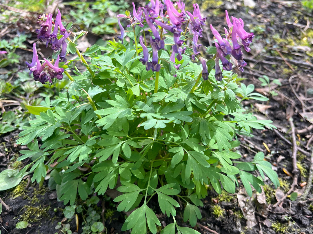 Botanical Garden Arboretum Oudenbosch-Oudenbosch必去景点