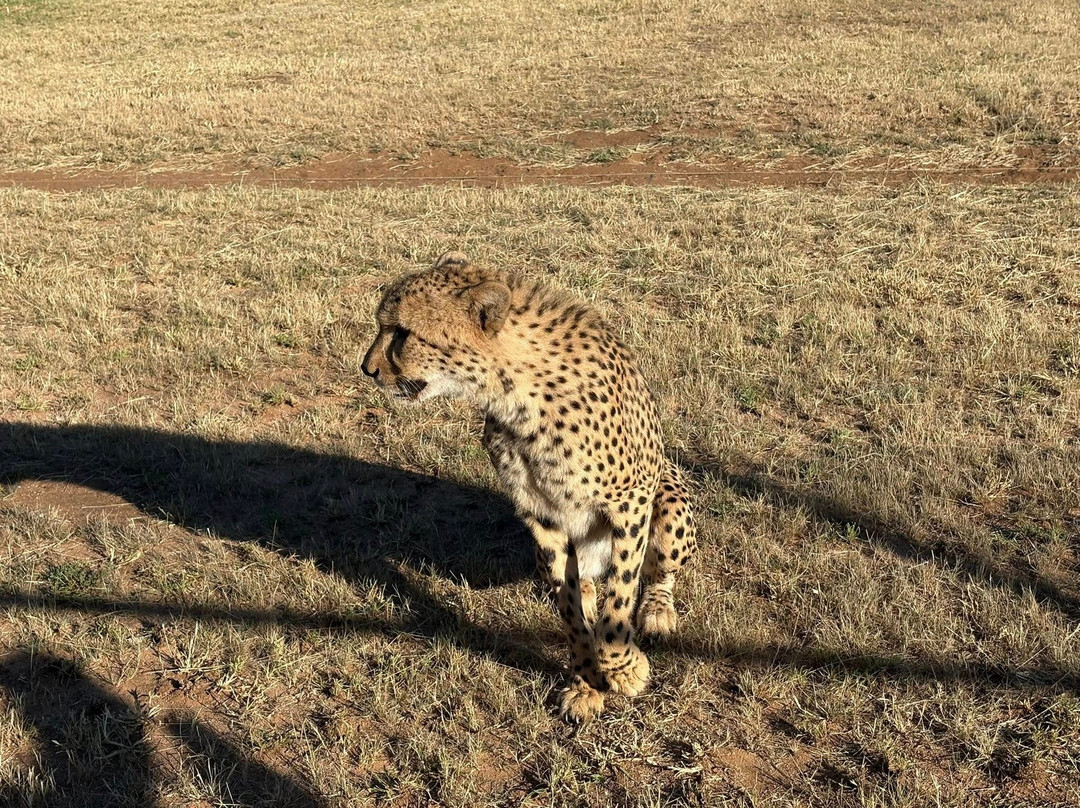 Cheetah Conservation Fund-奥奇瓦龙戈必去景点