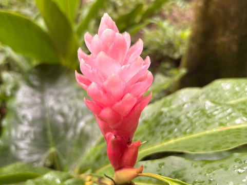巨人的沉睡花园-纳迪市必去景点