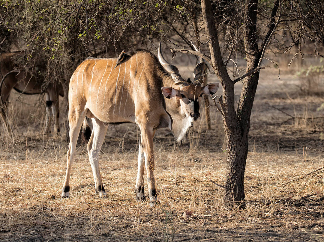 Reserve De Bandia-Saly必去景点