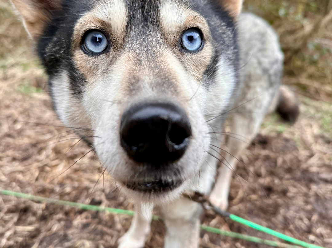 Mynydd Sleddog Adventures-Cerrigydrudion必去景点